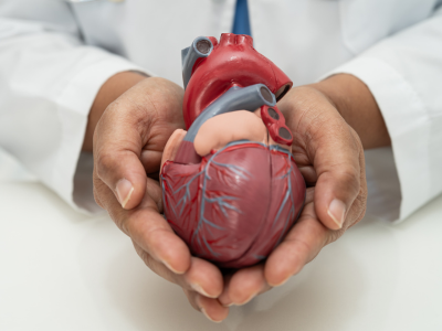 Cardiac / Cardiovascular